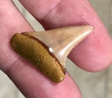 RARE,SWEET & BEAUTIFUL - PERUVIAN - GREAT WHITE SHARKTOOTH FOSSIL picture