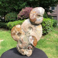 11.5LB Natural Ammonite Cluster Fossil Polished Specimen Healing Collection 6261 picture