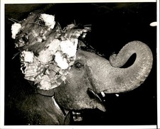 GA274 1966 Orig Photo BIG HAT FOR BIG HEAD IN BIG TOP RINGLING CIRCUS ELEPHANT picture