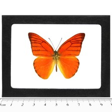 Appias nero REAL FRAMED BUTTERFLY ORANGE ALABATROSS INDONESIA picture