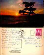 Vintage Postcard - Tree and Sunset in the Shore  picture