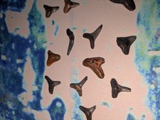 Mixed Lot Fossil Shark Teeth - From the Shark Tooth Capitol of the World picture