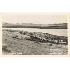 Vintage Western Sheep Lewistown Montana RPPC Skinner's Photo Postcard picture