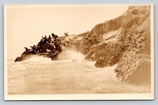 RPPC Sea Lions Gathered on Shore AZO 1925-1940s VTG Postcard 1511 picture