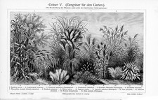 1905 VARIETIES GRASSES GREEN GRASS ENGRAVING ILLUSTRATION PRINT 6 Pgs Read picture