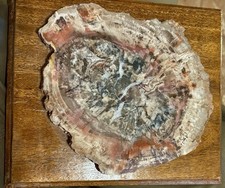 Polished Petrified Wood Fossil Slice Cross Section Round Slab Specimen picture