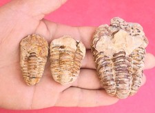 3 PCS Flexicalymene Calymene Trilobites Ordovician Fossil Specimens picture
