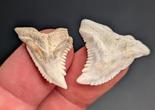 Stunning Pair Of Cream Colored Snaggletooth Shark Teeth From South Carolina picture