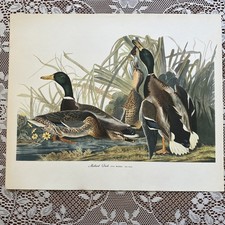 Vintage “MALLARD DUCK” 14x17 print (from the Audubon folio) James Audubon picture
