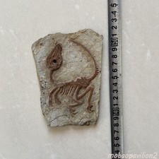 Old Real Fossil Rare Best Triassic Keichousaurus Collection picture