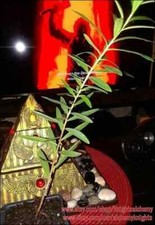 Sun Opener Live Plant 1 - 10+ inch Heimia Salicifolia Sacred Organic & Homemade  picture