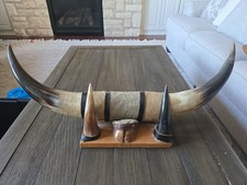 Vtg Mounted Polished Steer Bull Horns Leather Wood Authentic 25.5