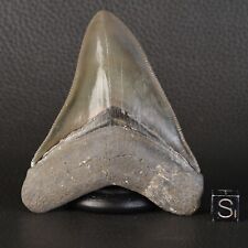 Dent Fossil Of Shark Otodus Megalodon Caroline South USA 3 3/8in D95.3 picture