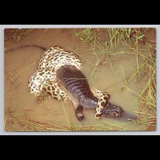 Vintage Pantanal Brazil Anaconda Alligator Postcard Unposted Scenic Collectible picture