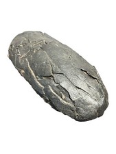 Tarbosaurus Fossil Egg - Nemegt Formation, Mongolia - Late Cretaceous picture