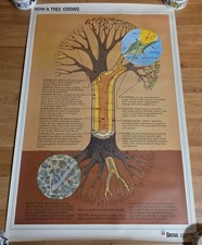 Vintage How A Tree Grows Poster teacher school Ortho  picture