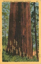 c1940s Boy Scout Tree - Hayward California Redwoods - Vintage Linen Postcard picture