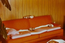 c1970's 35mm Slide, Mid Century Orange Sofa, Small Dogs, Wood Paneling picture