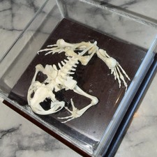 North American Frog Bullfrog Preserved Skeleton Articulated Specimen Oddity Case picture