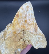 4.47” Serrated Indonesian Megalodon Shark Tooth in Matrix picture