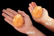 ORANGE CALCITE Crystal 2 1/2