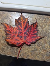First Sign Of Fall In The Upper Peninsula Michigan  Maple Leaf picture