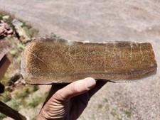 Dinosaur Gem bone Polished Unique Large Display Piece Oranges,browns. Utah picture