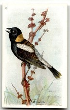 1935 Church & Dwight Useful Birds of America Eighth Series (J9-4) #9 Bobolink picture