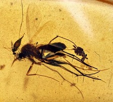 Rare Fungus Gnat laying eggs, Fossil inclusion in Burmese Amber picture