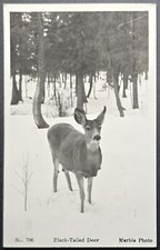 1950s Marble Photo Black-Tailed Deer Postcard No 706 Winter Scene picture