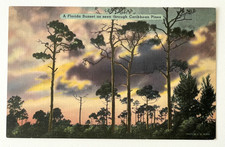 Florida Sunset Thru Caribbean Pines Linen Postcard ca 1938-40 Tichnor Bros Inc picture