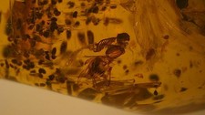 Rare and beautiful coprolite and insect inclusion amber picture