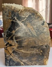 Large Polished Petrified Wood Display Specimen 8 lb 7 oz, 7.5 in Natural Decor picture