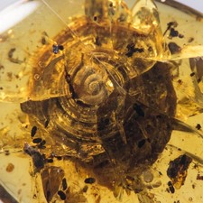 HUGE SNAIL in Burmese / Burmite amber fossil / 100% genuine amber  picture