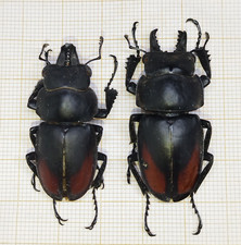 LUCANIDAE Neolucanus sp - North LAOS - 2 pcs A1 Males 42/32mm From Sopchem picture