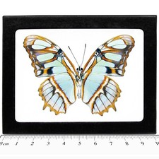 Siproeta stelenes verso REAL FRAMED BUTTERFLY GREEN MALACHITE PERU picture