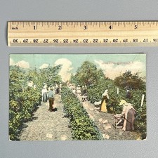 Antique 1913 Grape Scene Westfield NY Postcard Agricultural Harvesting Field picture