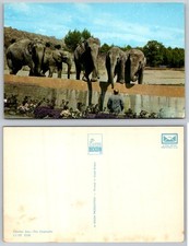 Standard Chester Zoo Elephants Postcard picture
