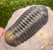 TOP quality Trilobite Moroccops fossil - Issoumour, Morocco picture