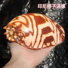 18-20cm Natural Sea Conch Shell Indonesian Coconut Snail Seashell picture