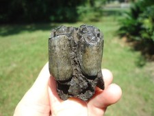 BARGAIN BISON MOLAR TOOTH FLORIDA FOSSILS ICE AGE EXTINCT JAW BONES SKULL HORN @ picture