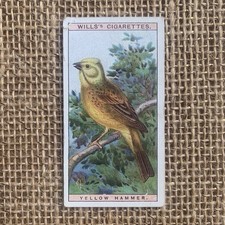 Yellow Hammer British Birds #12 1915 Wills Cigarette Imperial Tobacco Card picture