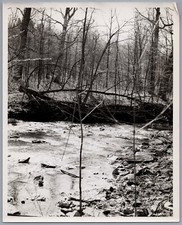 1963 Glen Helen, Ohio Original 8x10 Photo Creek and Downed Tree Scene picture