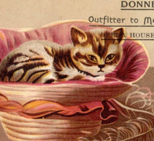 1880s-90s Donnelly Outfitter To Men & Boys Cute Cat in A Hat F146 picture