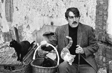 British comedian and satirist Peter Cook with his cats in a basket Old Photo picture