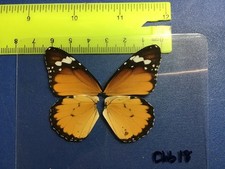 CHB 18  A+/A    Danaus chrysippus  FEMALE picture