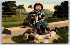 Baby Ostriches Florida Postcard picture