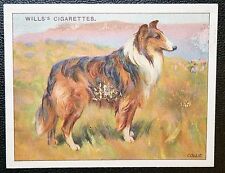COLLIE   Vintage 1914 Illustrated Card  BD26 picture