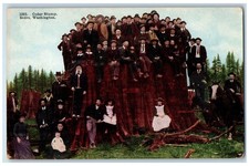c1950's Huge Cedar Stump Around Family Tourists Sedro Washington WA Postcard picture