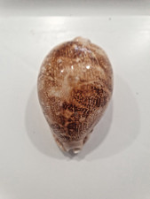 CYPREA MAP REWA UNCOMMON SHELL picture